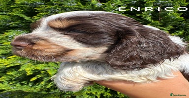 Cocker Spaniel dogs - Advert 11