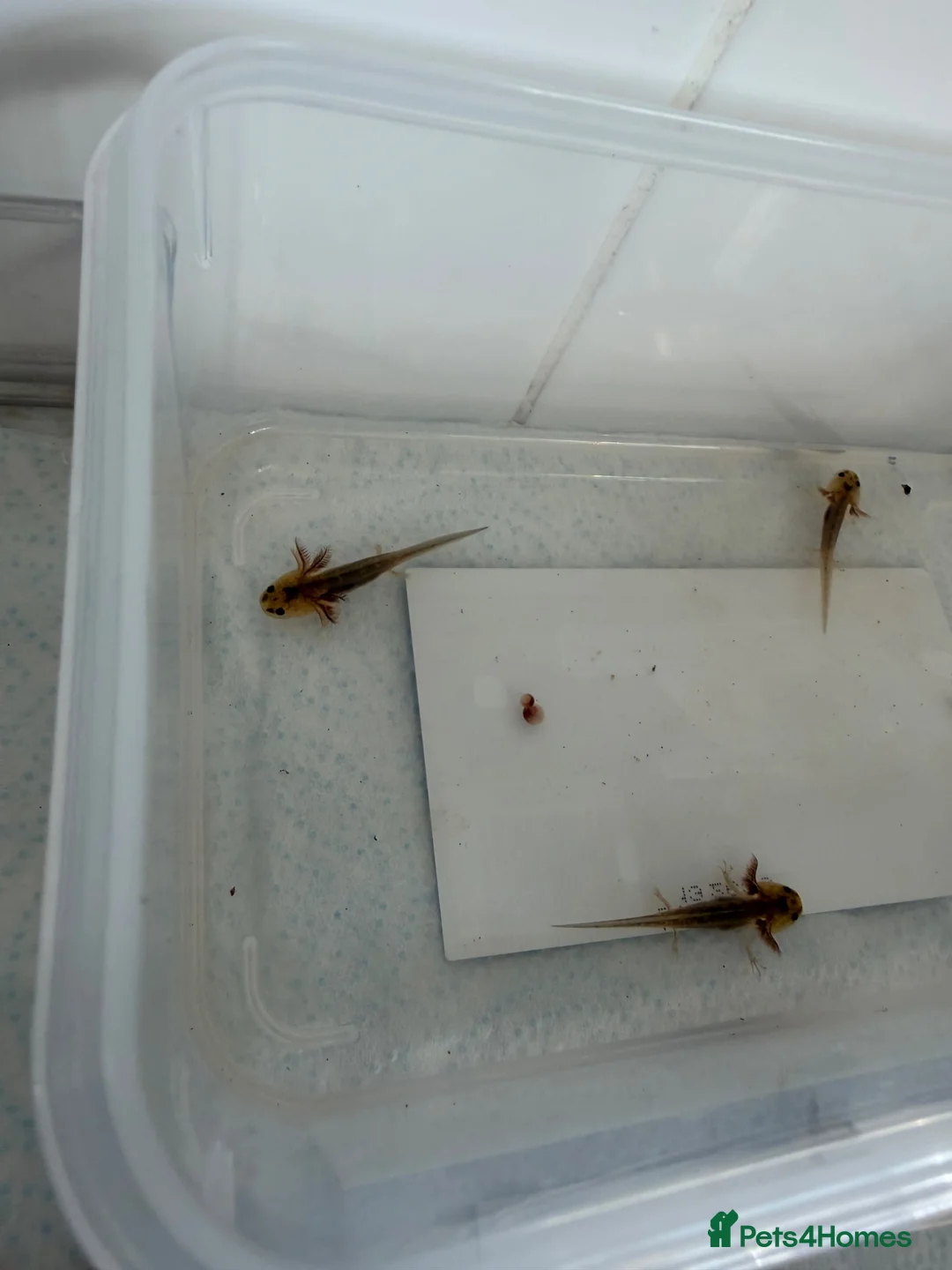 Axolotl reptiles for sale: Axolotls - Mixed Colours in Hayes - Advert 4