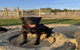 Mixed Breed dogs for sale: 🐾 HENNESSY–SMART, LOVING & 2 PERFECT TO WAIT 🐾❤️ - Image 1