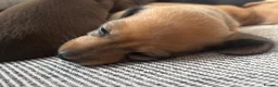Miniature Dachshund dogs for sale: Beautiful Miniature Dachshund Puppies – Ready Soon - Advert 4