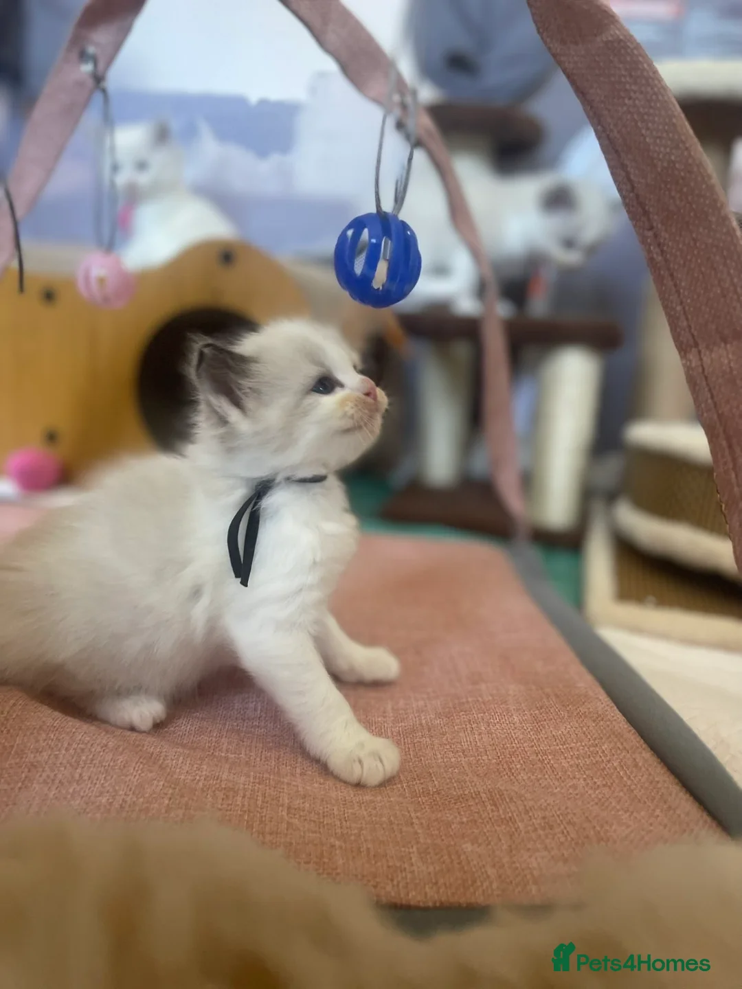 British Shorthair cats for sale: Beautiful Ragdoll Kittens Available - Advert 2