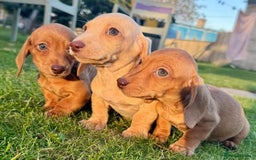 Miniature Dachshund dogs for sale: Stunning miniature dash’s  - Image 5