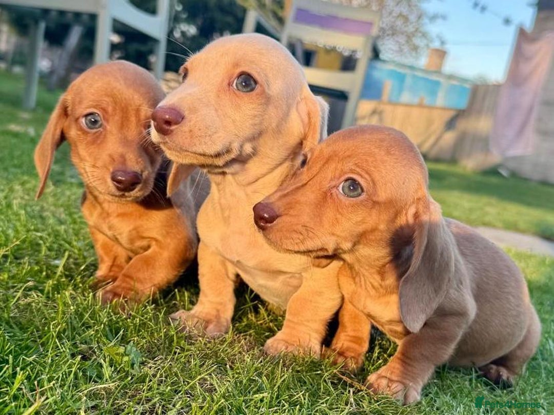Miniature Dachshund dogs for sale: Stunning miniature dash’s  - Image 5