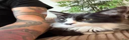 Mixed Breed cats for sale: Beautiful little ones - Advert 7