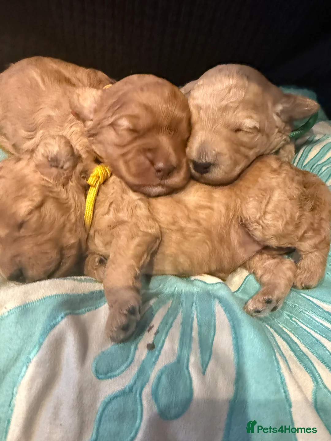 Cavapoo dogs for sale: Cavapoo Puppies, Parents DNA Health Tested - Advert 1