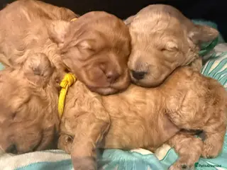 Cavapoo dogs F1B Cavapoos For Sale - 2 girls left - Advert 15