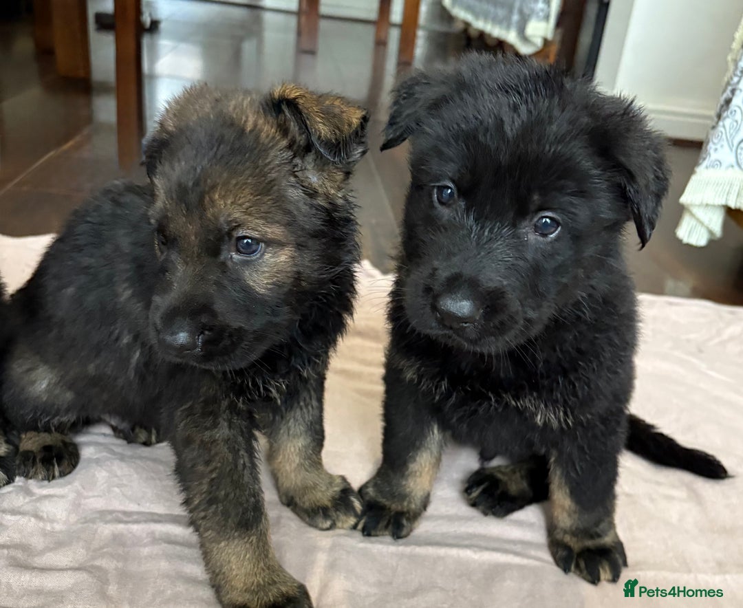 German Shepherd dogs for sale: Stunning German Shepard Pups  - Advert 5