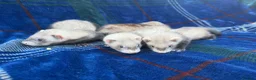 Ferret rodents for sale: Jill ferrets for sale - Advert 7