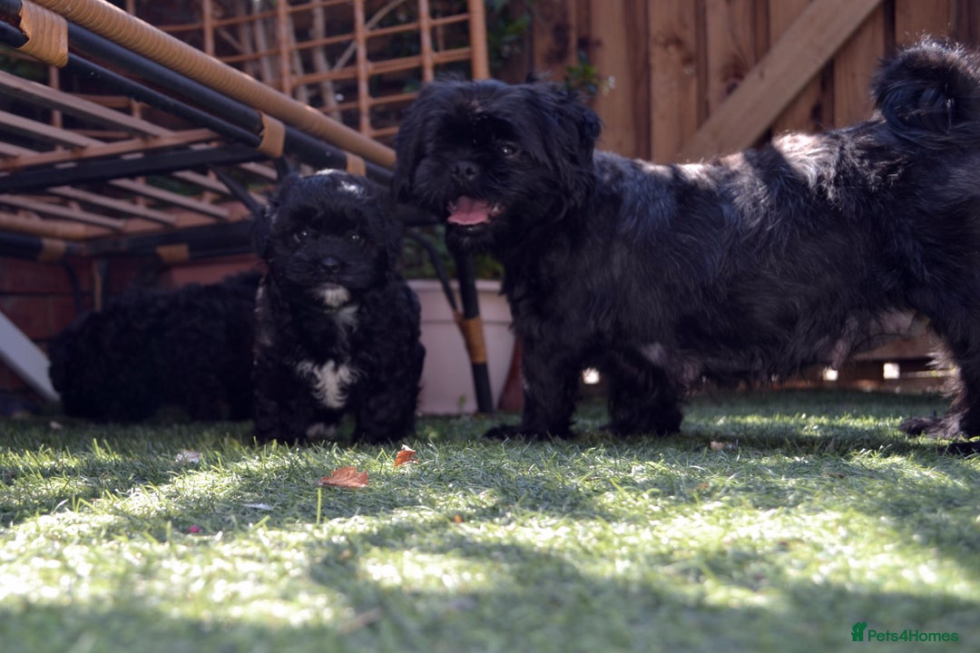 Shihpoo dogs for sale: rare black shipoos - Image 14