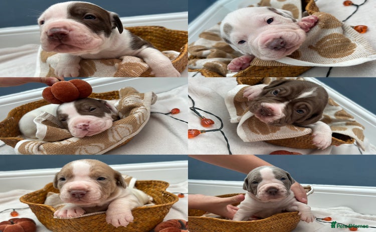 Mixed Breed dogs - Advert 10