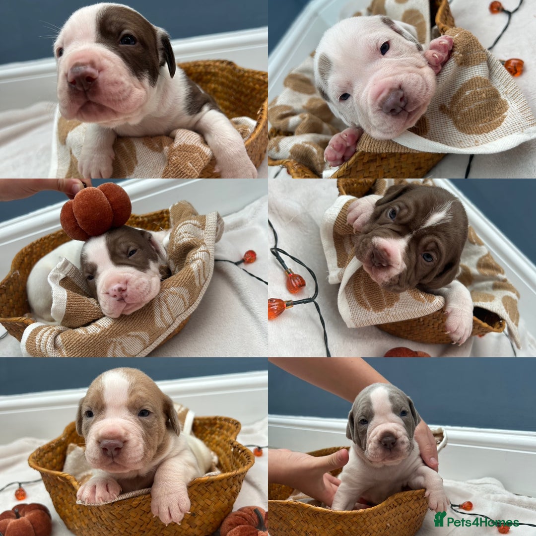 Mixed Breed dogs for sale: 6 beautiful puppies  - Image 1