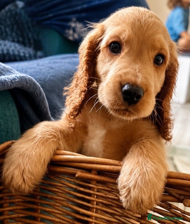 Cocker Spaniel dogs Last KC Golden Show Cocker Spaniel Boy Puppies - Advert 1