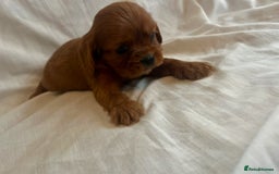 Cavalier King Charles Spaniel dogs for sale: 🐶 KC, RUBY RED cavalier King Charles  - Image 16