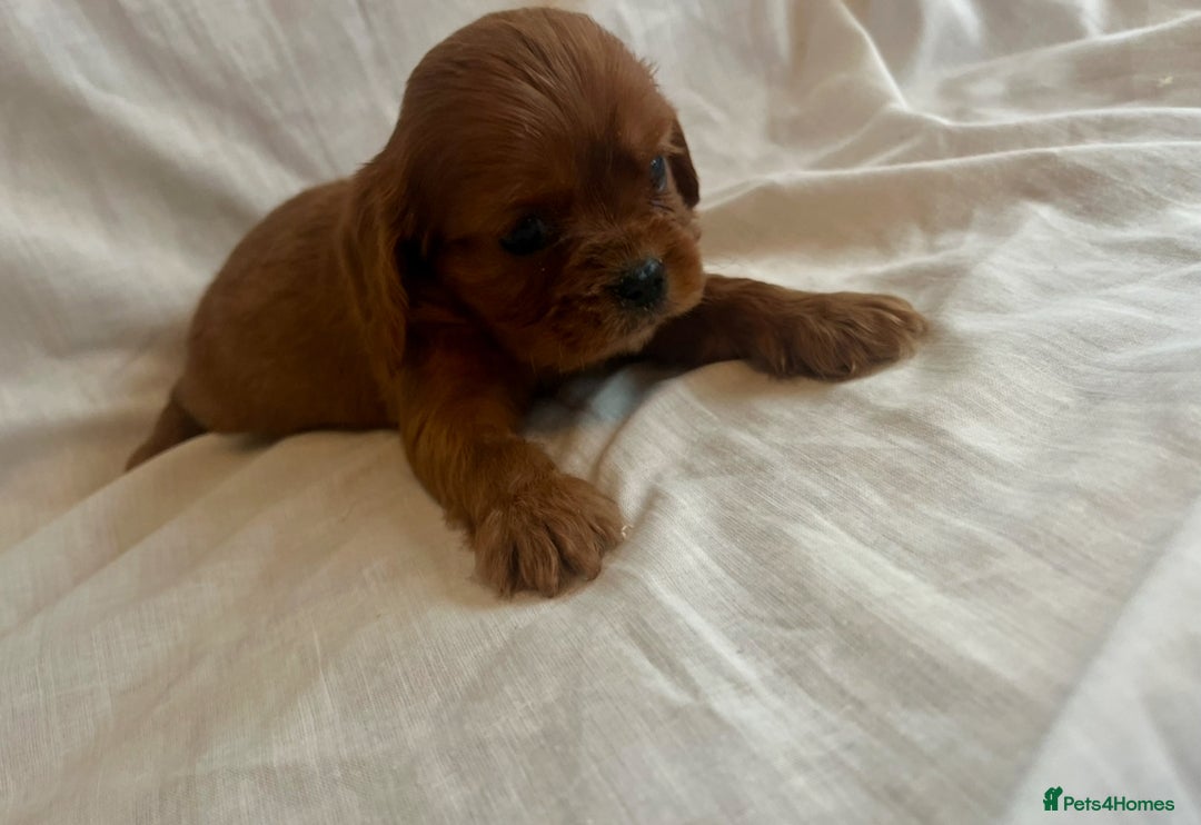 Cavalier King Charles Spaniel dogs for sale: 🐶 KC, RUBY RED cavalier King Charles  - Image 16