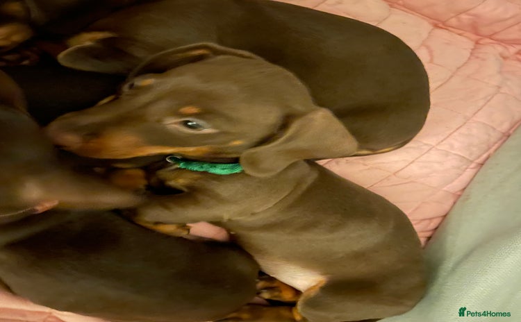 Miniature Dachshund dogs - Advert 11