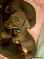 Miniature Dachshund dogs - Advert 11