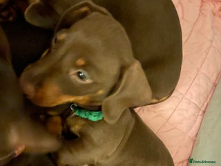 Miniature Dachshund dogs - Advert 9