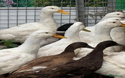 Ducks poultry for sale: Khaki Campbell and Cherry Valley Ducks - Image 5