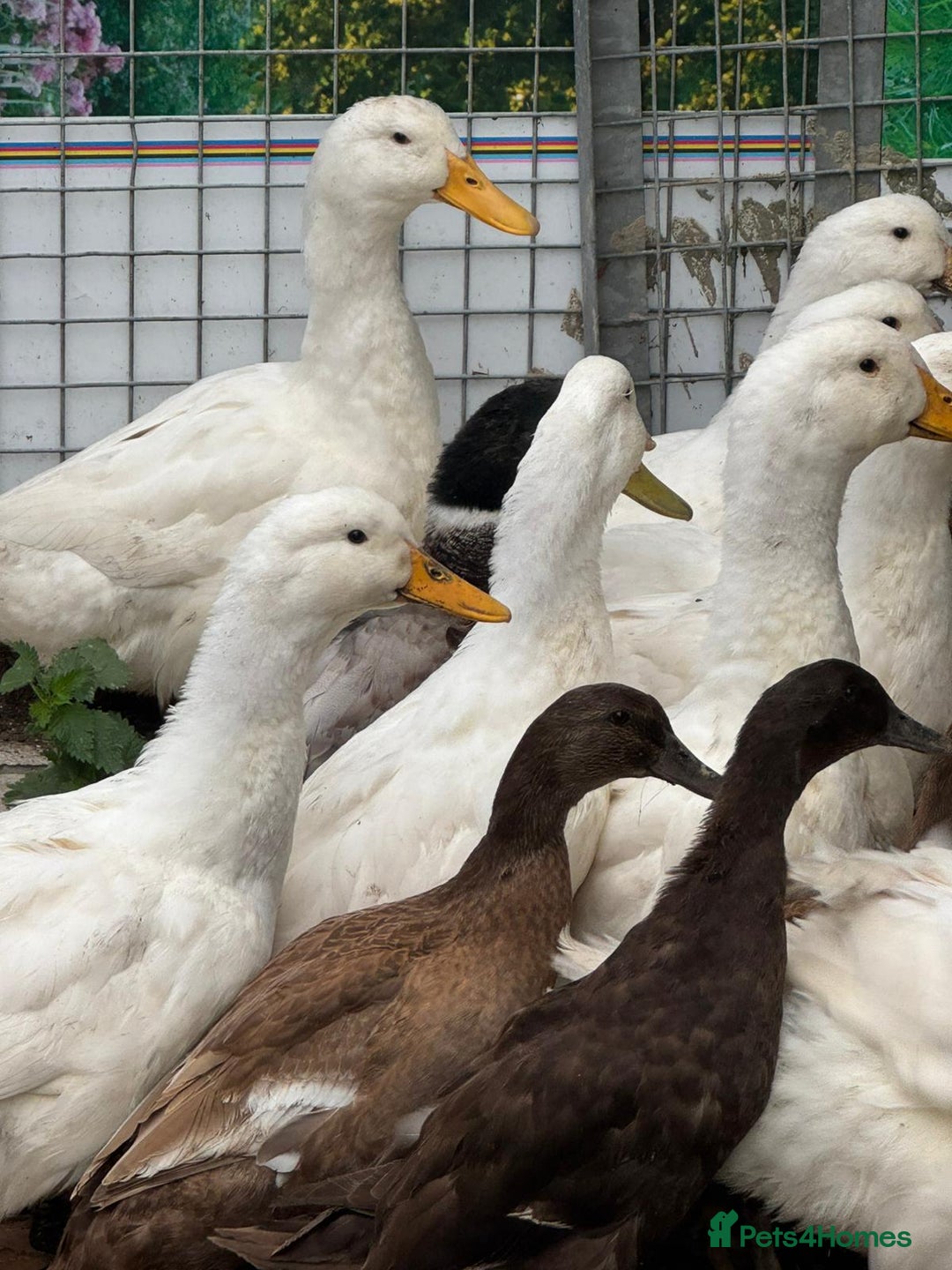 Ducks poultry for sale: Khaki Campbell and Cherry Valley Ducks - Image 5