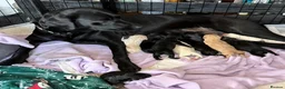 Mixed Breed dogs for sale: Labrador cross Cockapoo Puppies  - Advert 12