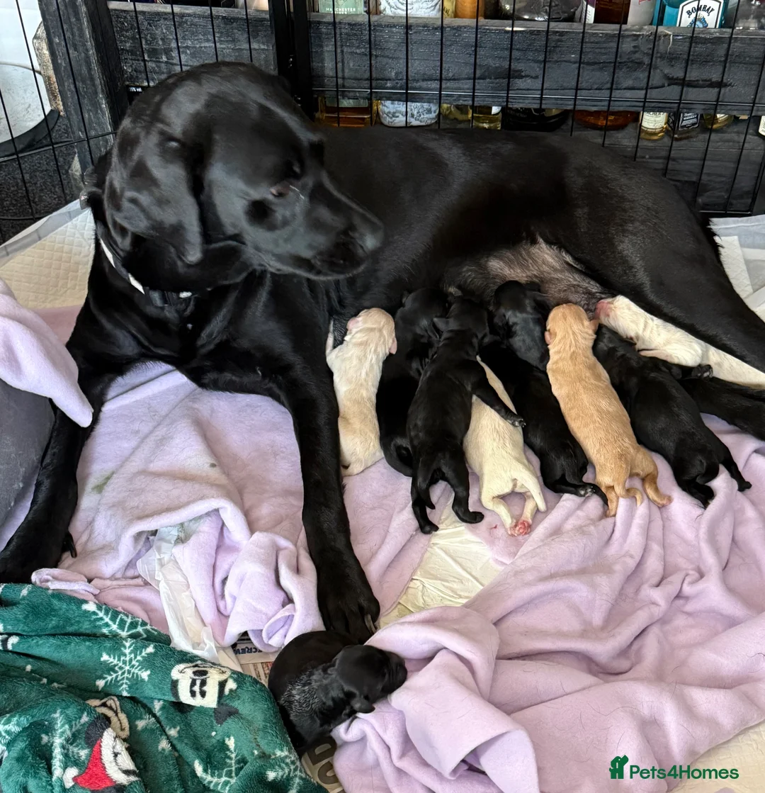 Mixed Breed dogs for sale: Labrador cross Cockapoo Puppies  - Advert 12