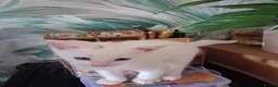Mixed Breed cats for sale: 3 White 1 Black Kittens in Sunderland - Advert 15