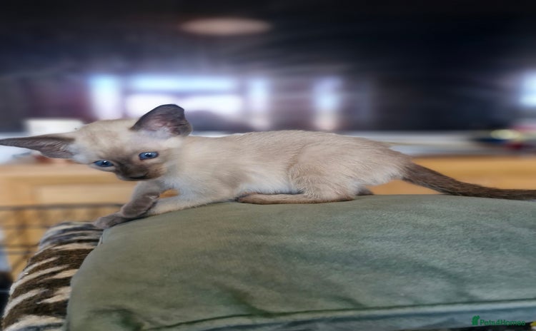 Siamese cats - Advert 2