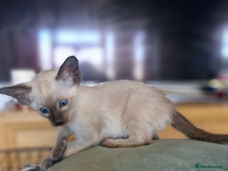 Siamese cats - Advert 1