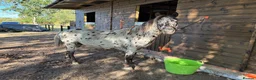 Appaloosa horses for sale: 13,2 ride and drive  in Ascot - Advert 3