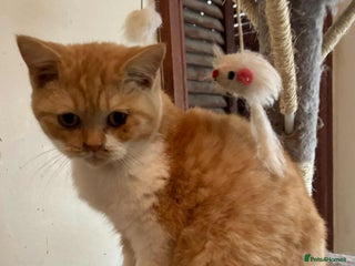 British Shorthair cats Pedigree British Short Haired Kitten For Sale - Advert 5