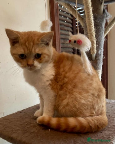 British Shorthair cats - Advert 1