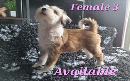 Tibetan Terrier dogs for sale: Tibetan terrier puppies for sale - Image 10