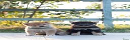 Japanese Shiba Inu dogs for sale: Outstanding original Japanese Shiba Inu puppies  - Advert 31