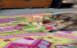 Mixed Breed cats for sale: Beautiful little kittens - Image 14