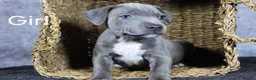 Staffordshire Bull Terrier dogs for sale: Blue staffies - Advert 5