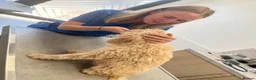 Lagotto Romagnolo dogs for sale: Amazing Lagotto Romagnolo Truffle Trained Puppies  - Advert 15