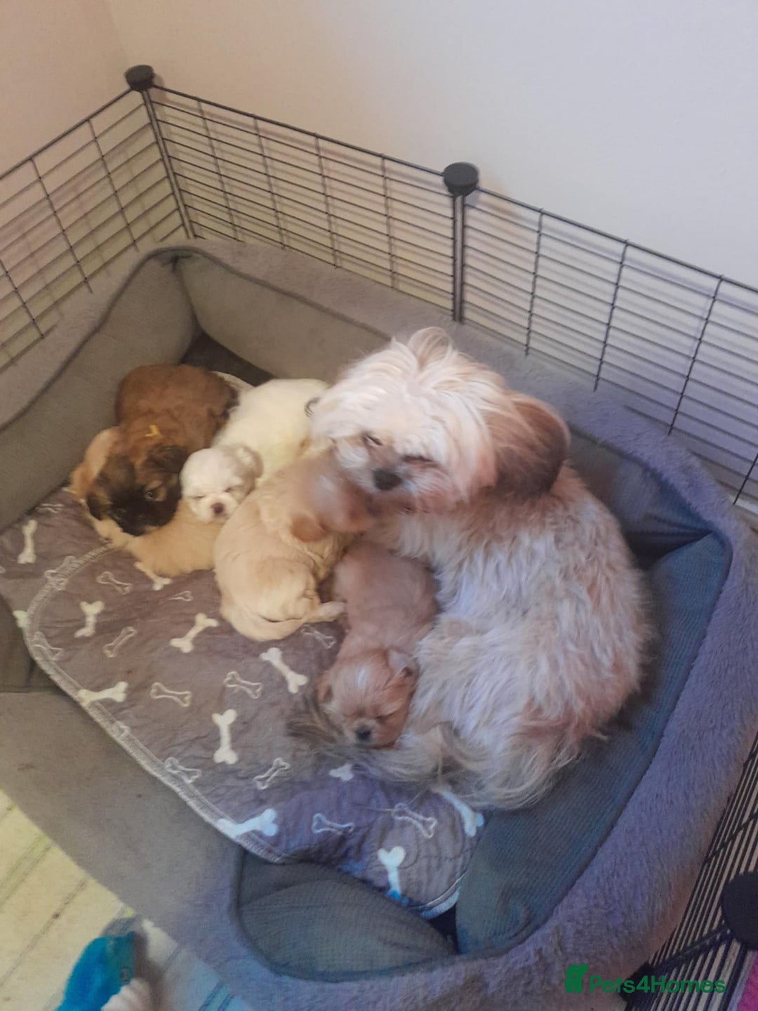 Shih Tzu dogs for sale: Shih Tzu puppies for sale - Advert 7