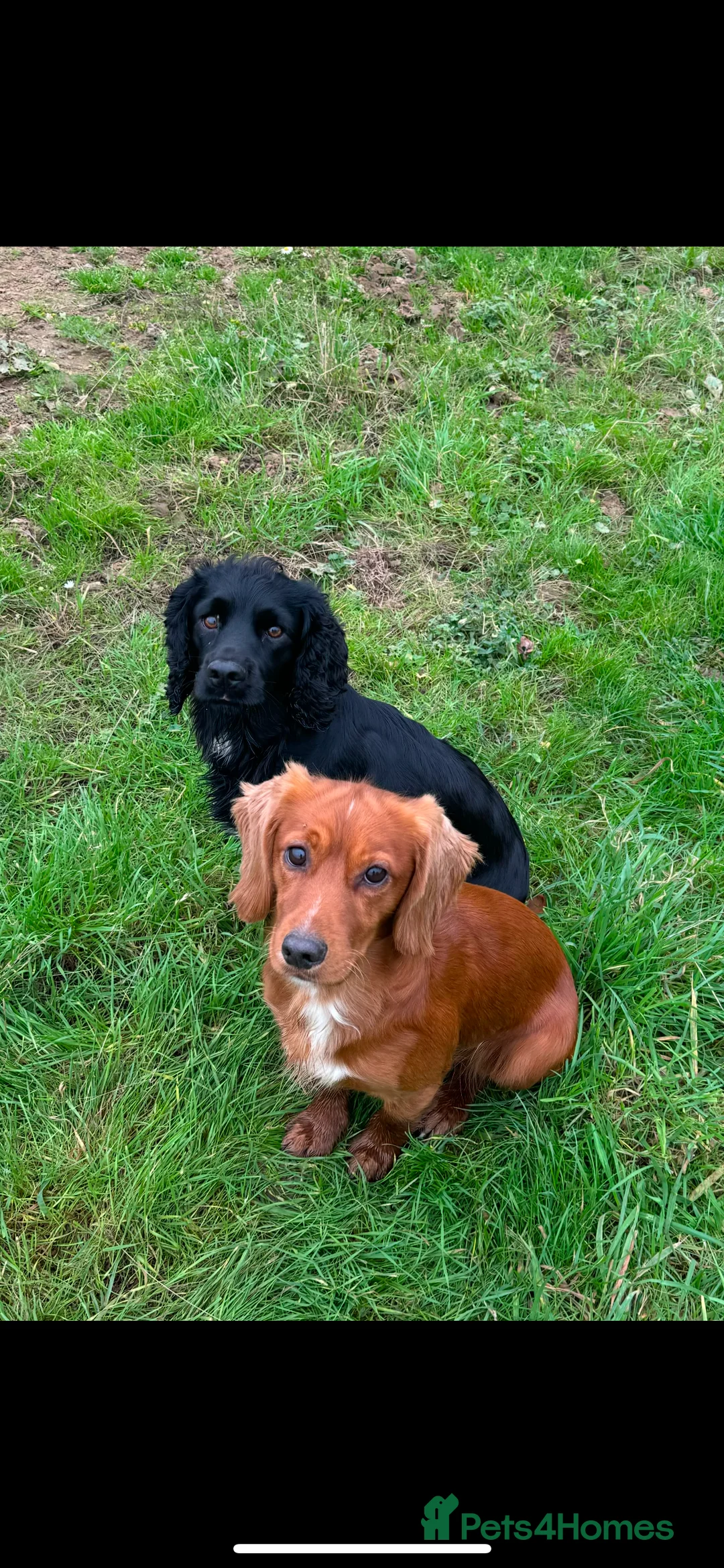 Cocker Spaniel dogs for stud: Gunner, KC Registered, Fully Health Tested WCS in Bury Saint Edmunds - Advert 8