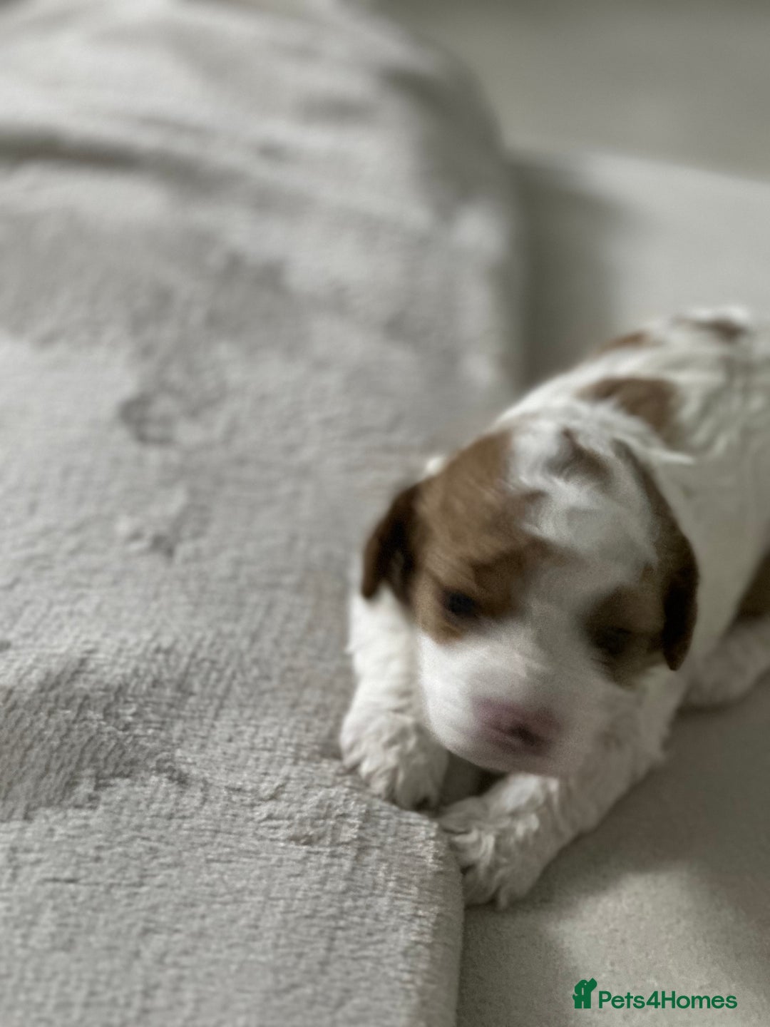 Cavapoo dogs for sale: Cavapoo f2 puppies  - Advert 11