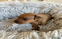 Miniature Pinscher dogs for sale: Stunning KC Miniature Pinscher puppies - Image 5