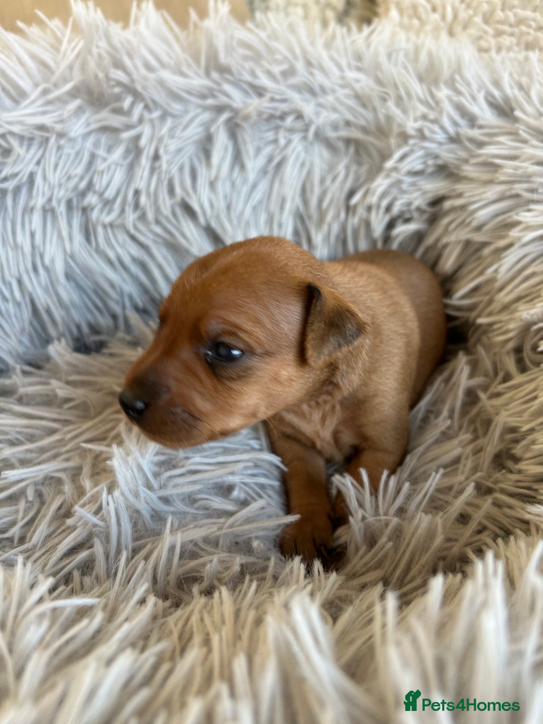 Miniature Pinscher dogs for sale: Stunning KC Miniature Pinscher puppies - Image 5