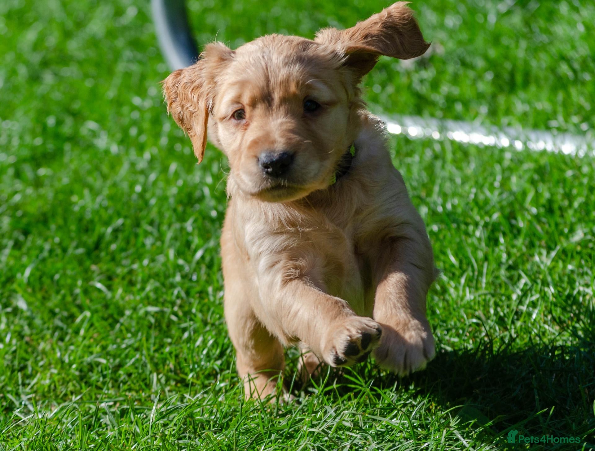 Golden Retriever dogs KC 𝑫𝒂𝒓𝒌 𝑹𝒆𝒕𝒓𝒊𝒆𝒗𝒆𝒓 𝑷𝒖𝒑𝒑𝒊𝒆𝒔 - Advert 17
