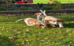 Cavalier King Charles Spaniel dogs for sale: Last 2 boy King Charles cavaliers  - Image 3