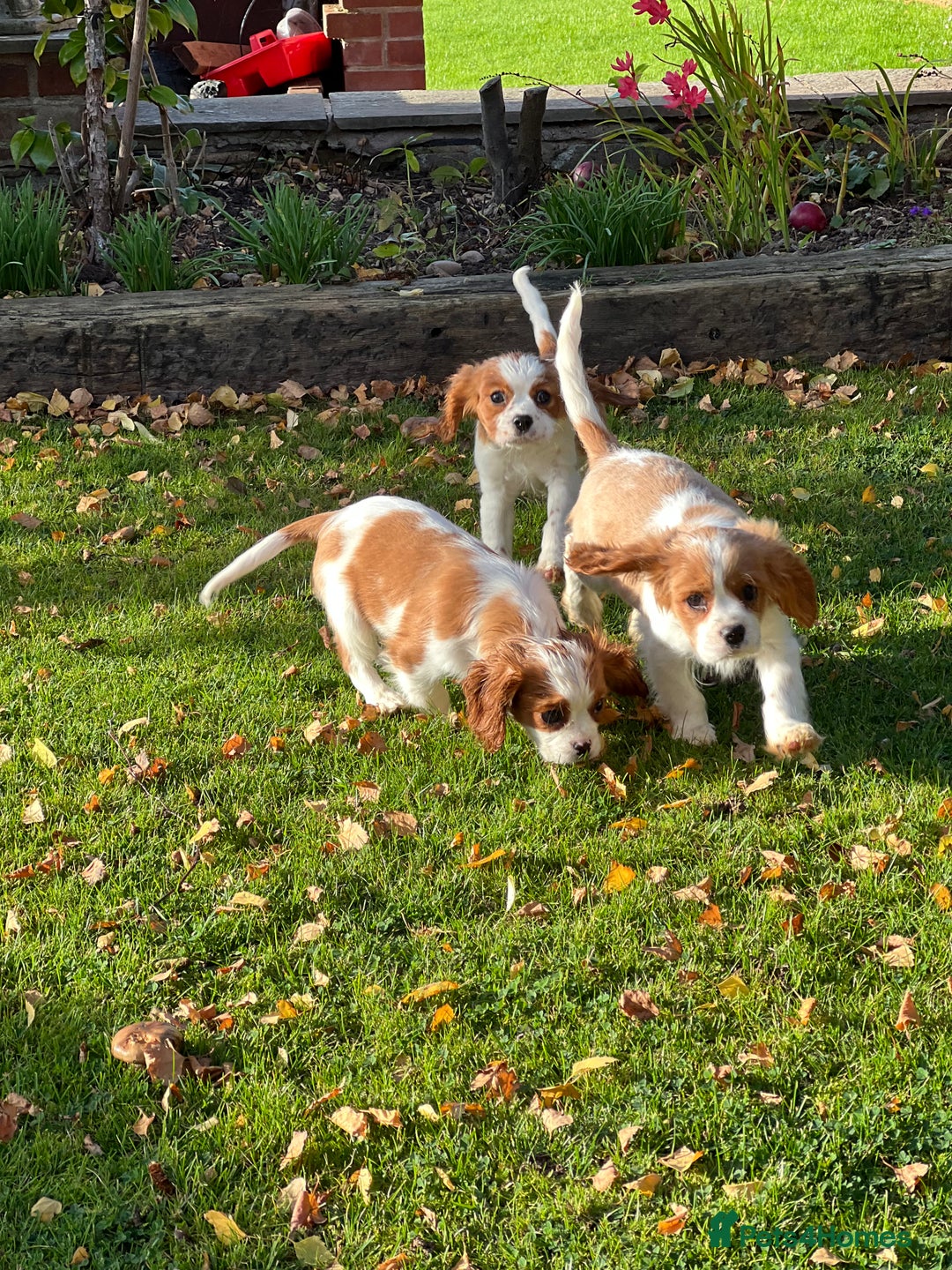 Cavalier King Charles Spaniel dogs for sale: Last 2 boy King Charles cavaliers  - Image 3