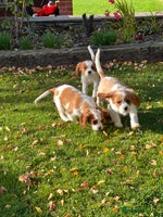 Cavalier King Charles Spaniel dogs - Advert 2