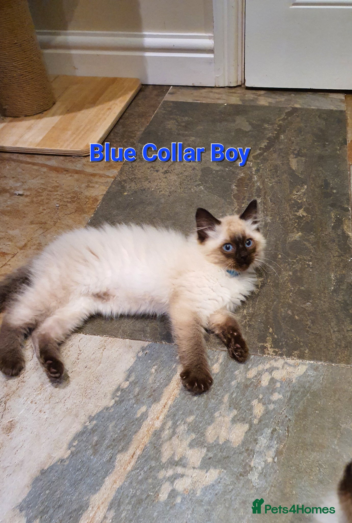 Ragdoll cats Stunning GCCF Registered Ragdoll Kittens. - Advert 2