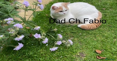 British Shorthair cats - Advert 15