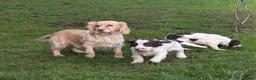 Cocker Spaniel dogs for sale: Cocker spaniel puppies  - Advert 12