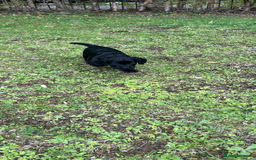 Cocker Spaniel dogs for sale: Working Cocker Spaniel Puppies - Image 16