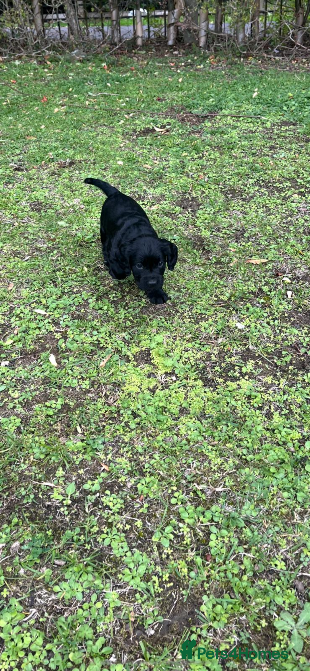 Cocker Spaniel dogs for sale: Working Cocker Spaniel Puppies - Image 16